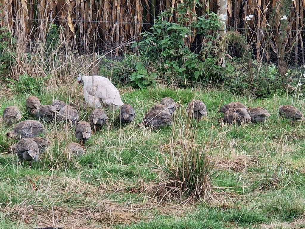 Parelhoen parelhoenders, Dieren en Toebehoren, Meerdere dieren, Overige soorten