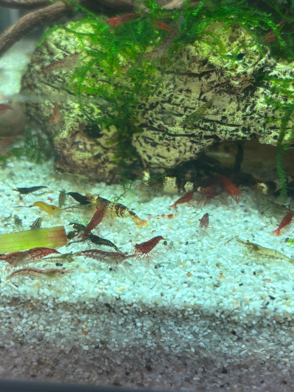 Mix garnalen 20, Dieren en Toebehoren, Kreeft, Krab of Garnaal