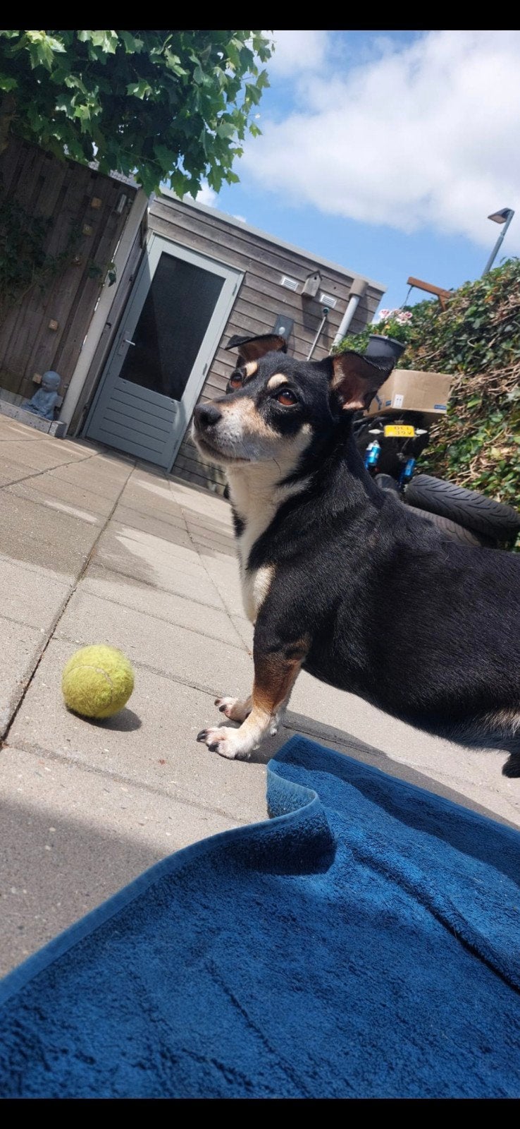 Baasje gezocht, 6 jaar of ouder, Jack Russell Terriër, Reu, Eén hond