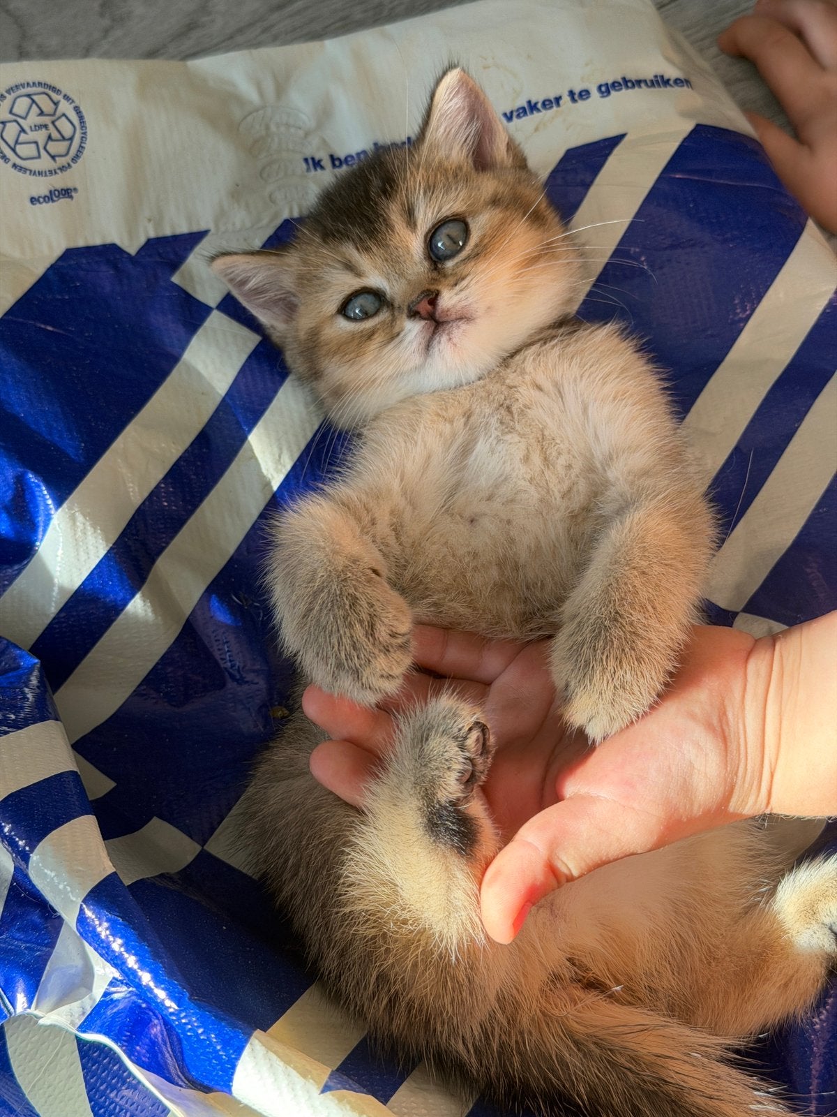 LAATSTE britse korthaar black golden shaded raszuiver, Dieren en Toebehoren, Katten en Kittens | Raskatten | Korthaar, Meerdere dieren