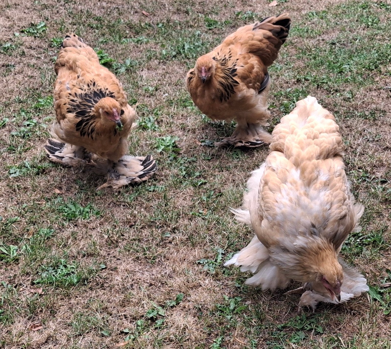 mooie brahma buff hennen 3maanden oud het grote soort., Dieren en Toebehoren, Pluimvee, Meerdere dieren, Kip