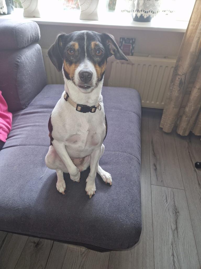 Gezocht dek reu, Dieren en Toebehoren, Honden | Dekreuen, Teef, Particulier, Eén hond, Nederland, 1 tot 2 jaar, CDV (hondenziekte)