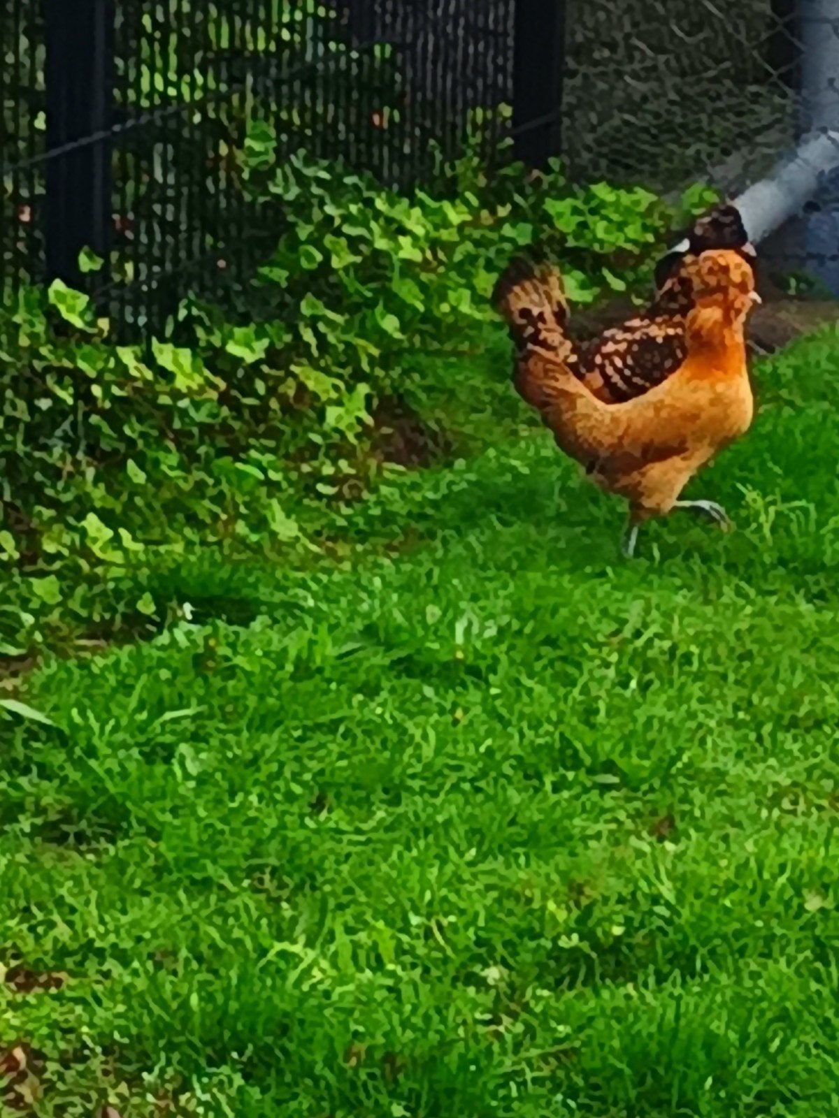 bij aankoop savonds na 7 uur ophalen in oudgastel, Dieren en Toebehoren