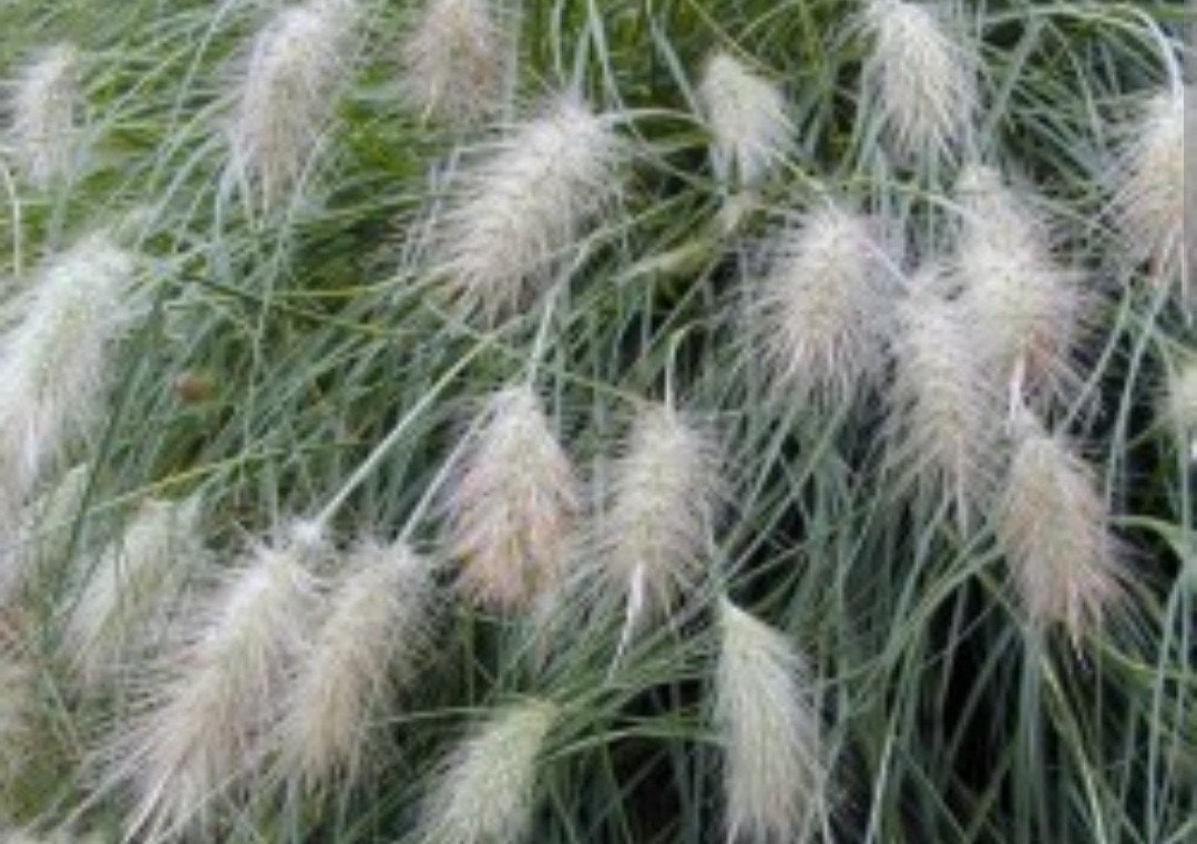 Lampenpoetsersgras (Pennisetum villosum) P9, Volle zon, Vaste plant, Siergrassen, Ophalen of Verzenden