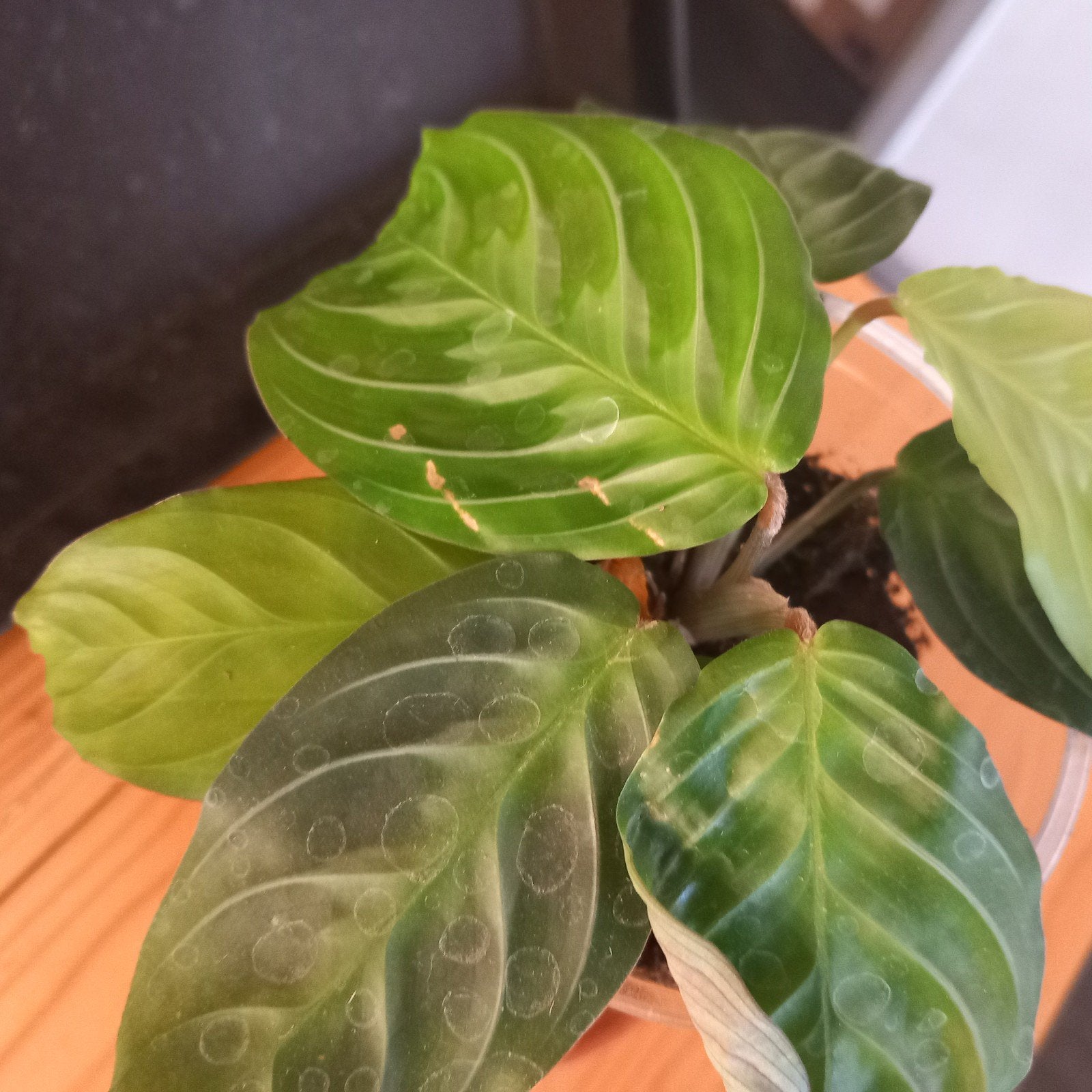 maranta noid stek nr 31, Ophalen of Verzenden, Halfschaduw, Minder dan 100 cm