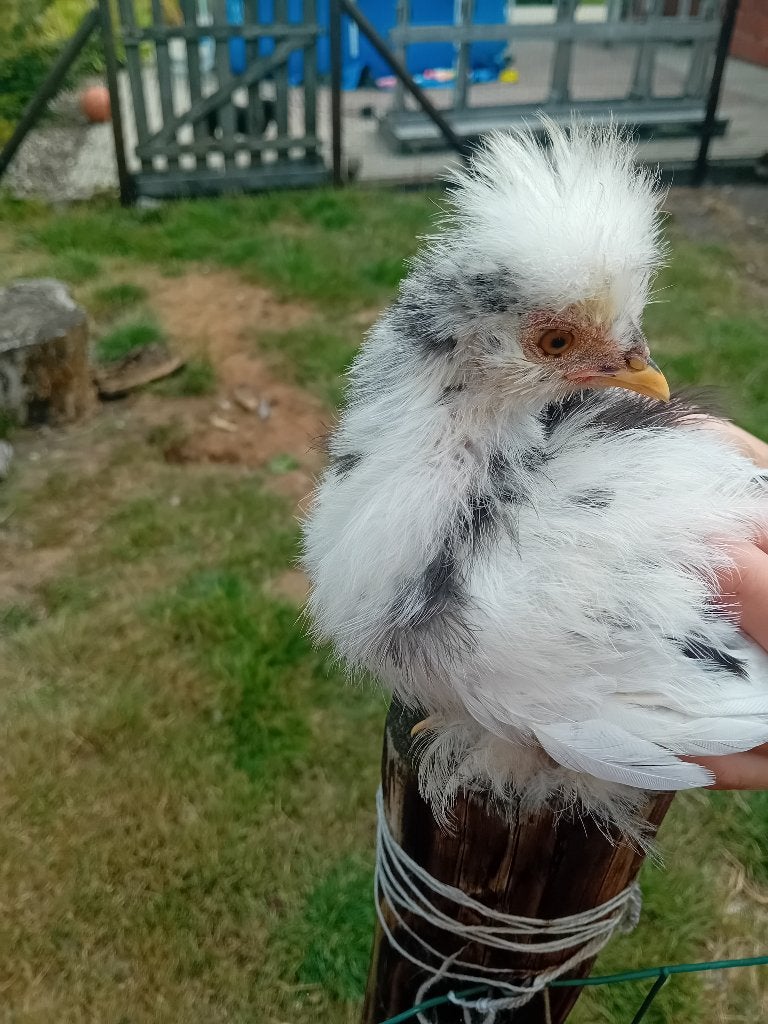 Zwart mottled  zijdehoen, Dieren en Toebehoren, Pluimvee, Mannelijk, Kip