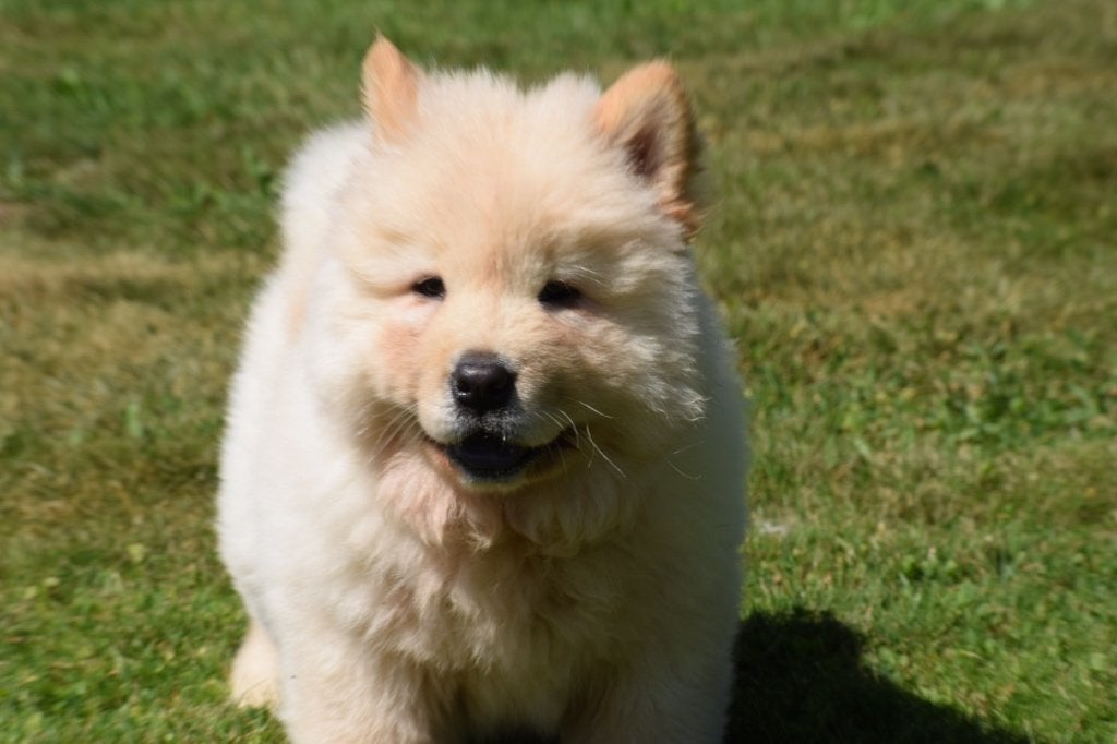 Chow-chow pups nieuw nestje, België, Overige rassen, 8 tot 15 weken, Meerdere