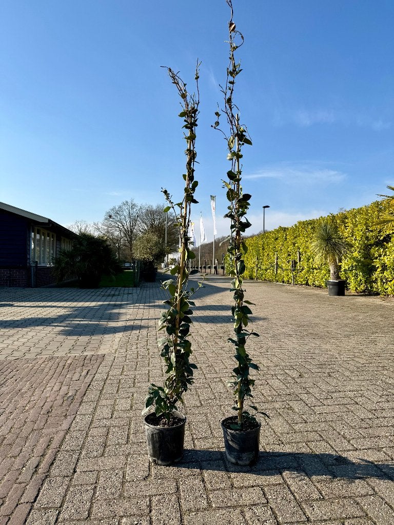 Toscaanse Jasmijn 180 cm | 2 voor €30 | OP=OP, Ophalen, Volle zon, Vaste plant, Klimplanten