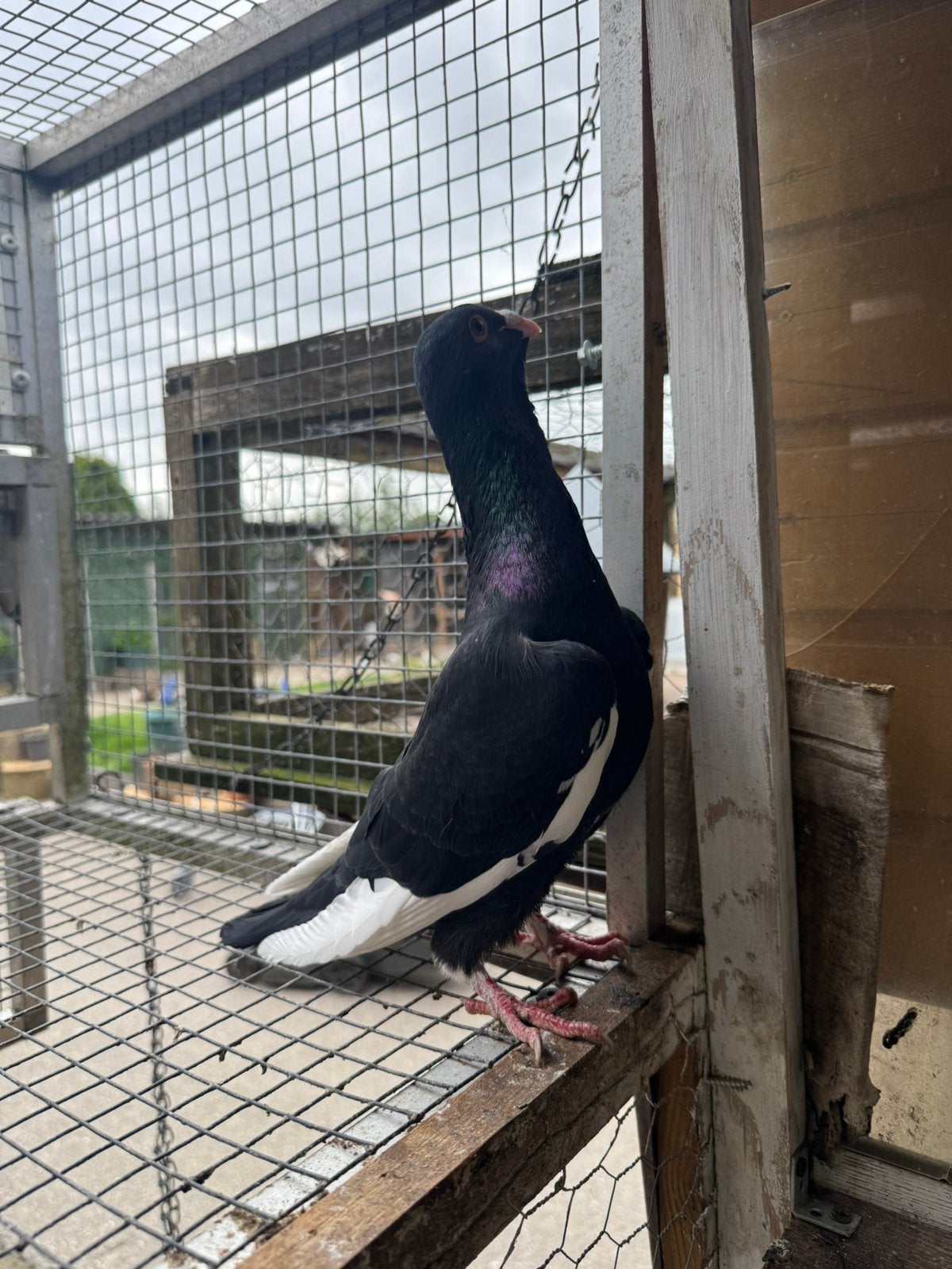 Duiven, Dieren en Toebehoren, Vogels | Duiven, Mannelijk, Overige soorten