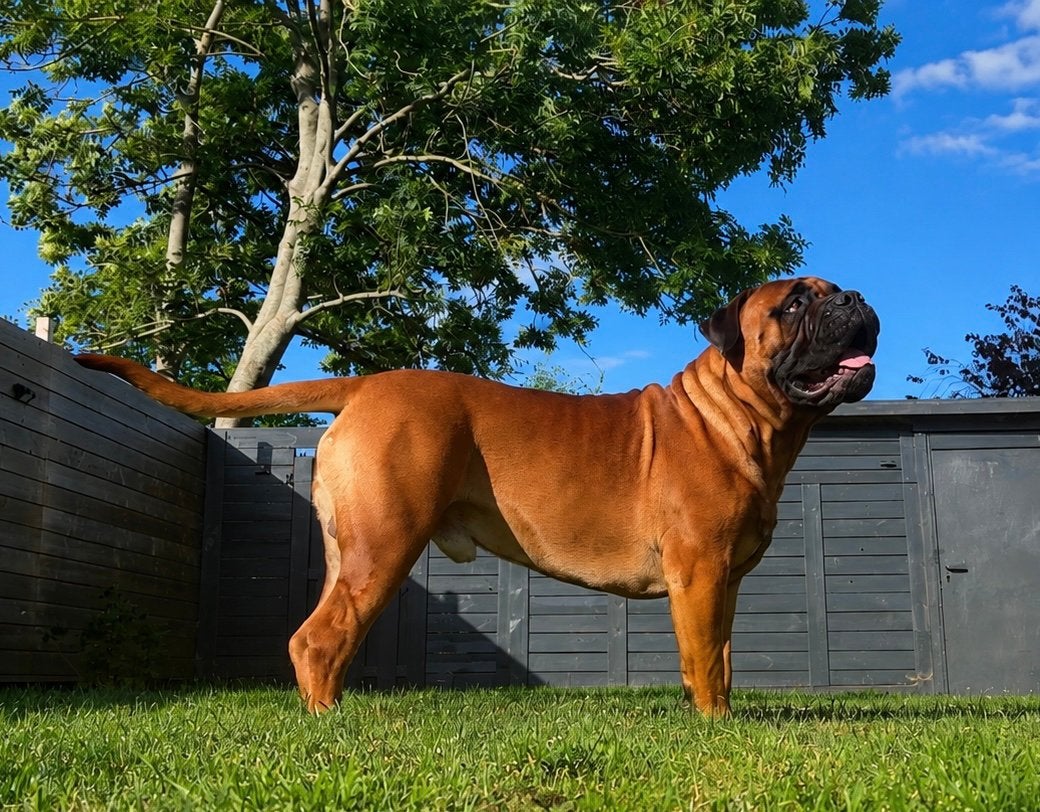 Bullmastiff Dekreu ( Bull mastiff), Parvo, Reu, 1 tot 2 jaar, Bulldog