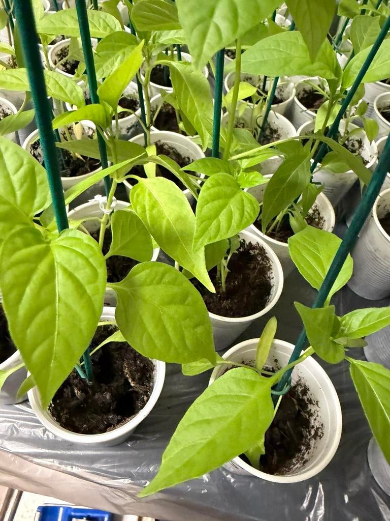 Plantjes te koop, Tuin en Terras, Planten | Tuinplanten, Ophalen, Eenjarig, Groenteplanten, Volle zon