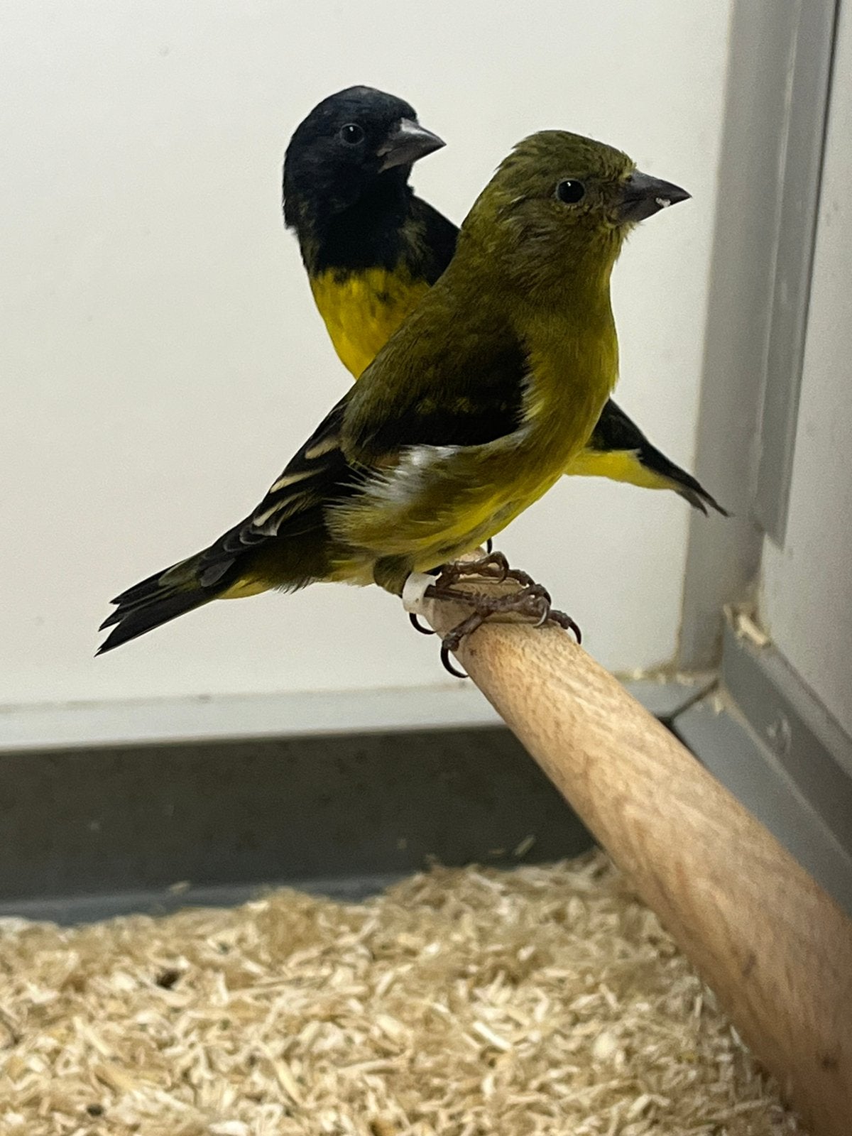 5-5 Geelbuiksijs, Dieren en Toebehoren, Vogels | Overige Vogels, Meerdere dieren, Wildzangvogel, Geringd