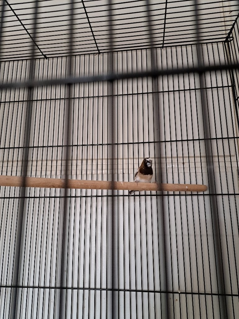 japanse meeuw man, Dieren en Toebehoren, Mannelijk, Tropenvogel, Geringd