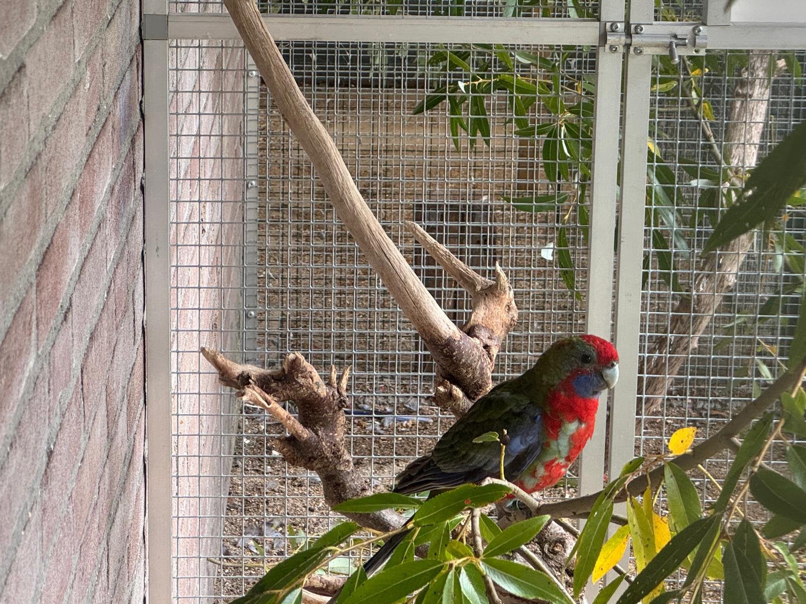 jonge penant rosella parkiet man van dit jaar, Dieren en Toebehoren, Mannelijk, Parkiet, Geringd
