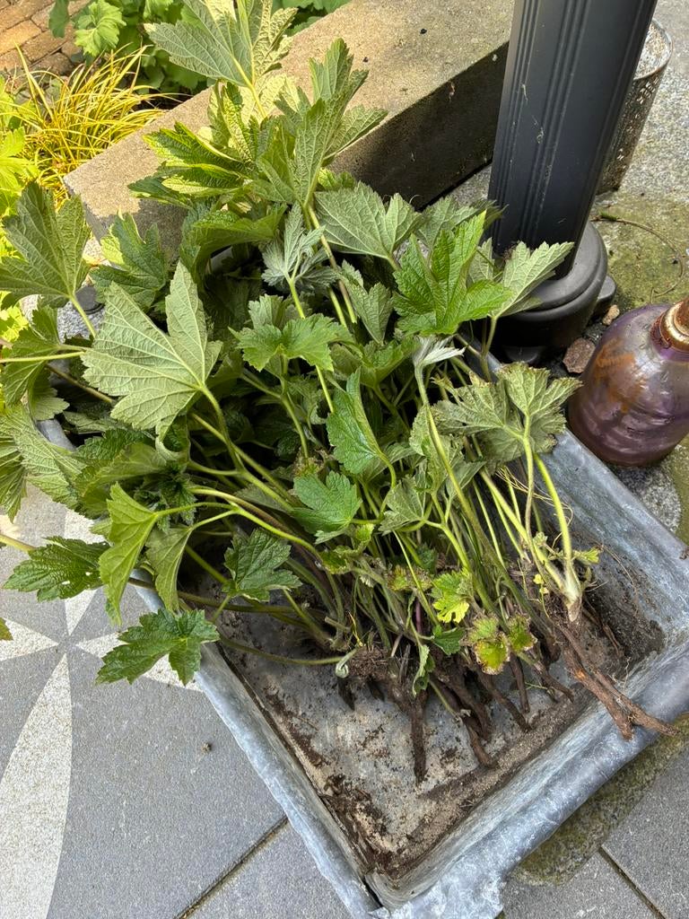 Hele mooie Anemonen (Rose), Vaste plant, Halfschaduw, Zomer, Ophalen