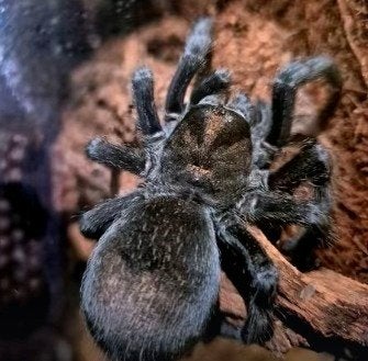 Grammostola pulchra vrouw, Dieren en Toebehoren, Spin of Schorpioen