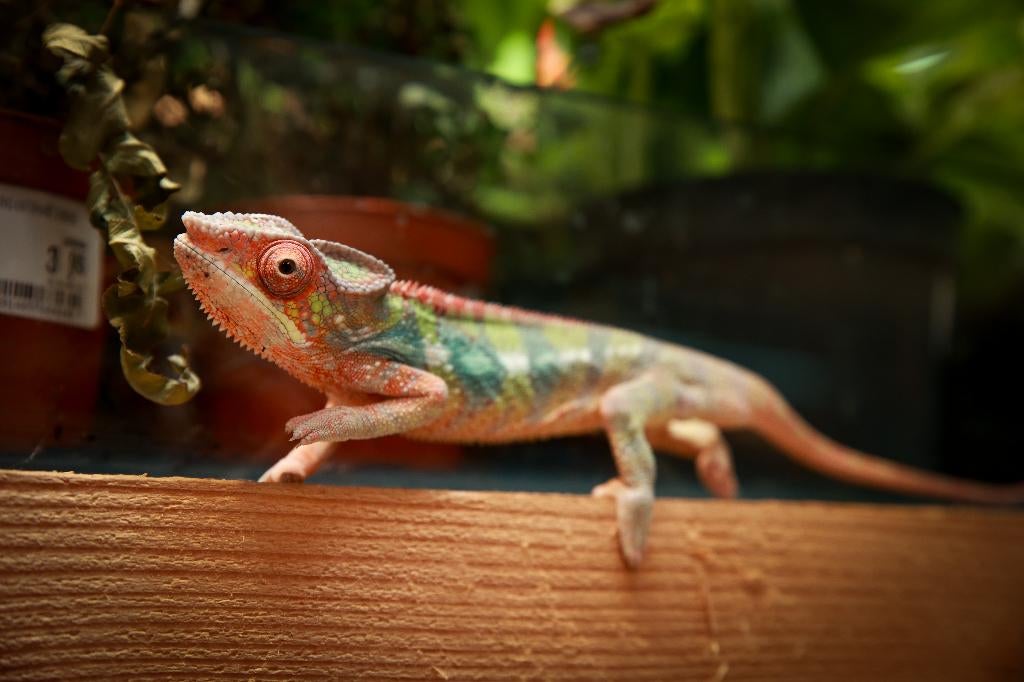 Furcifer pardalis - Panter kameleon, Hagedis, 0 tot 2 jaar