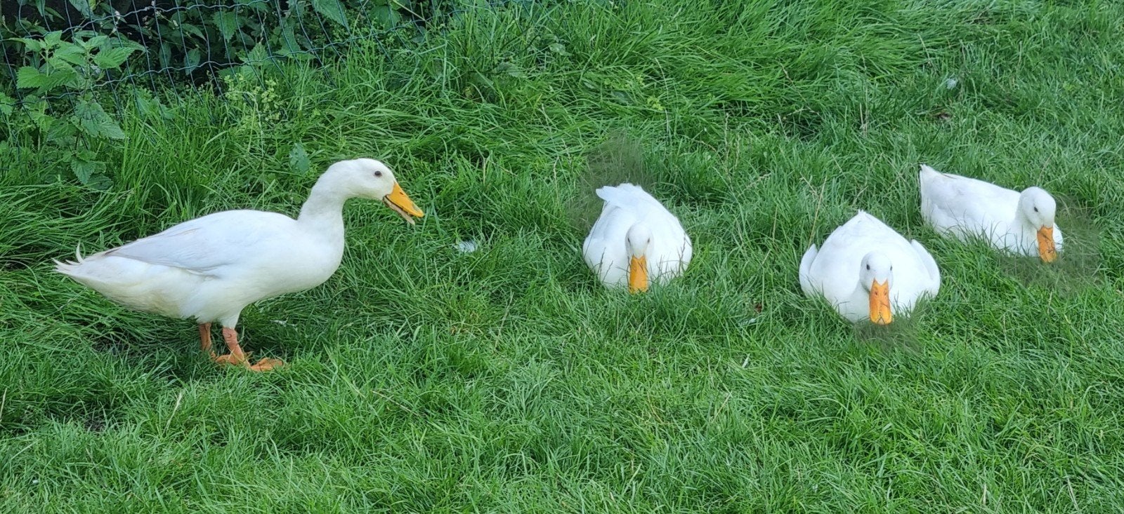 Witte Indische loopeenden 3 vrouwtjes, 1 woerd, Dieren en Toebehoren, Meerdere dieren, Eend