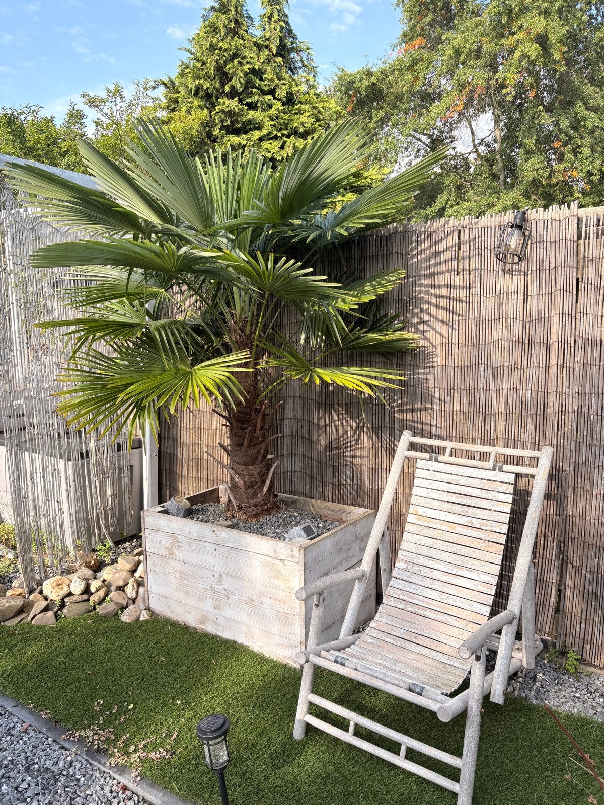 Grote Palmboom in Houten Bak - Trachycarpus Fortunei 1,70 h, Volle zon, Vaste plant, Bloeit niet, Ophalen