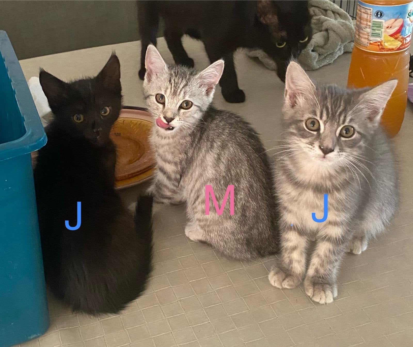 3 prachtige kitten te koop mix bengaal,blauwe rus, Poes