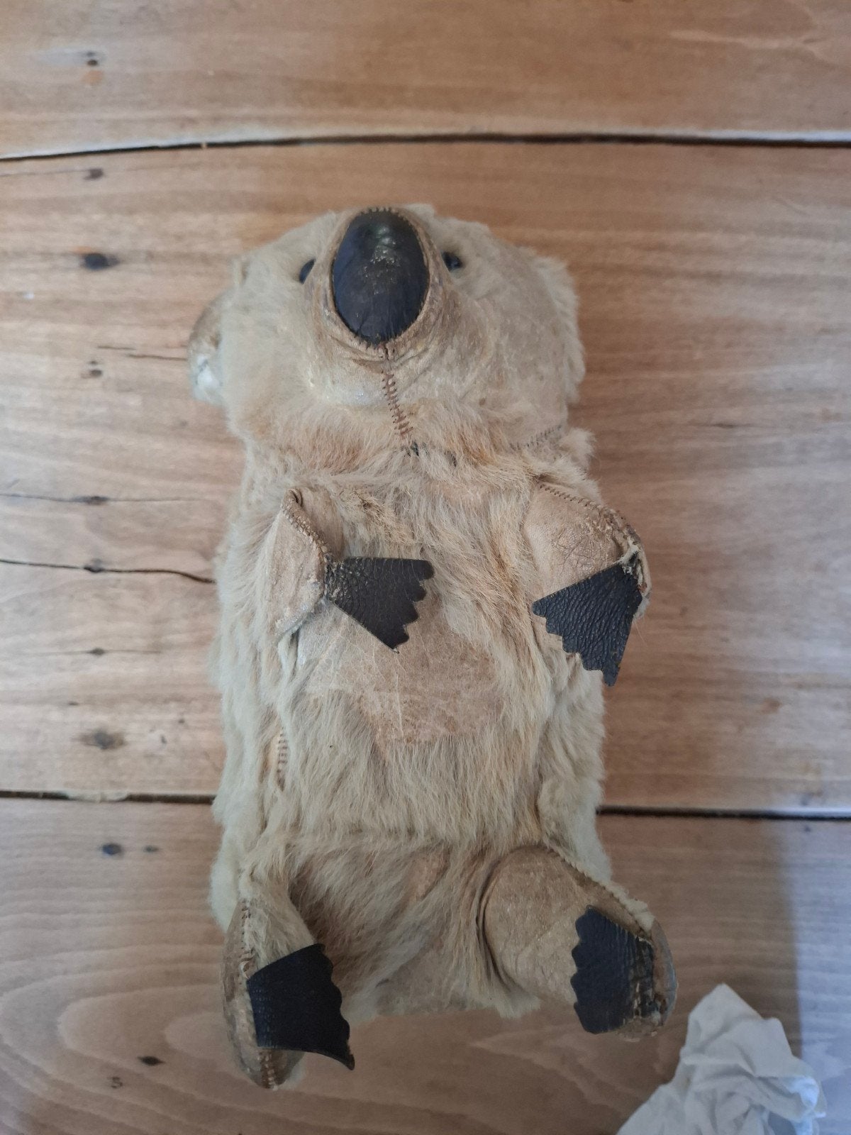 koala opgezet., Antiek en Kunst, Ophalen of Verzenden