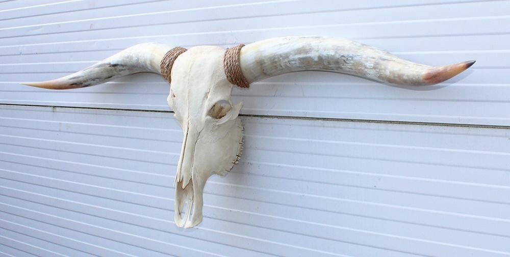 Grote schedel TEXAS STYLE LONGHORN 154 cm - ref. G, Verzamelen, Dierenverzamelingen, Ophalen, Nieuw, Boerderijdier, Schedel