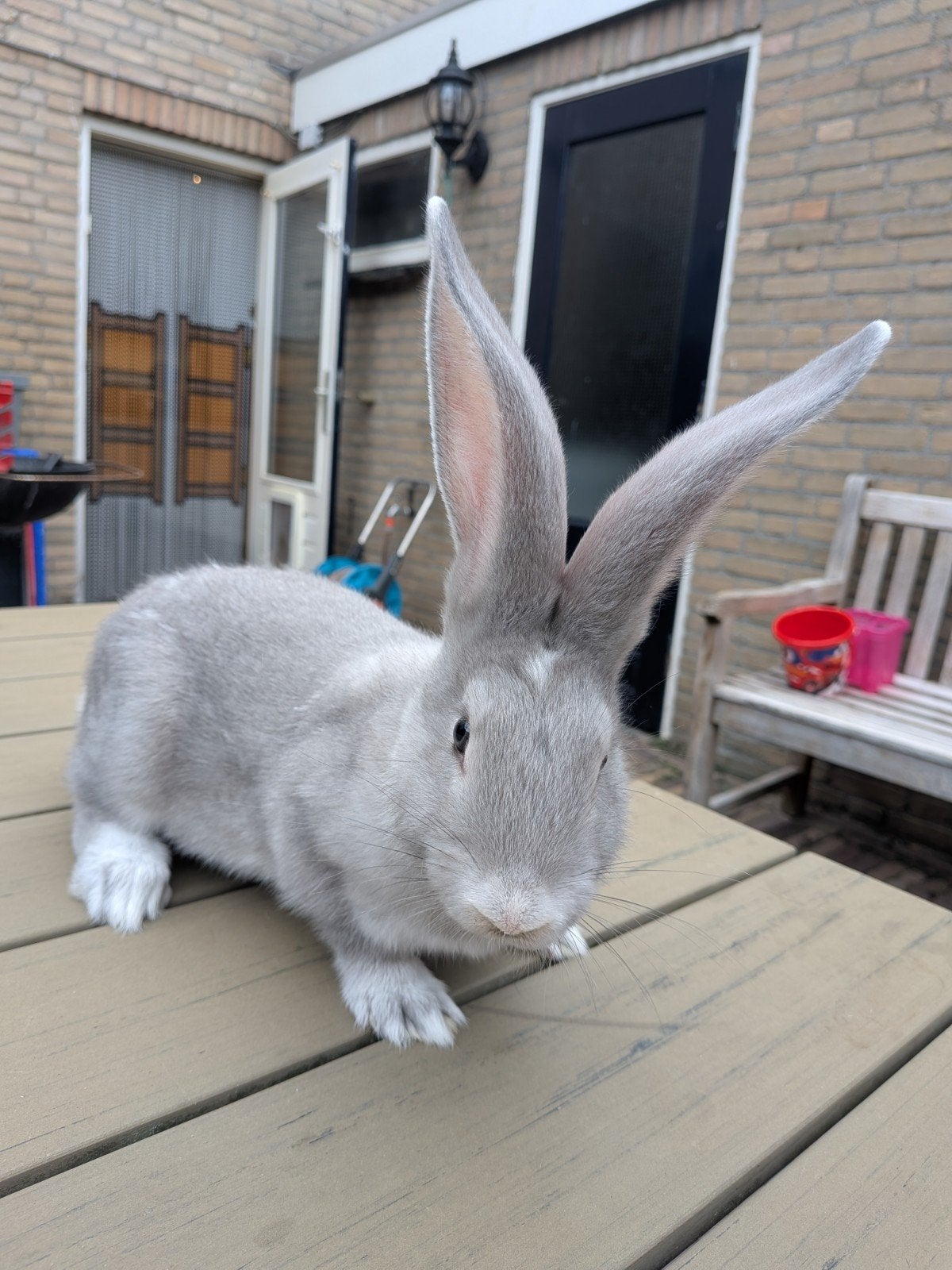 Duitse reus 2x voedster 10 weken uiterst zeldzame kleur, Dieren en Toebehoren, Konijnen, Vrouwelijk, Groot, 0 tot 2 jaar