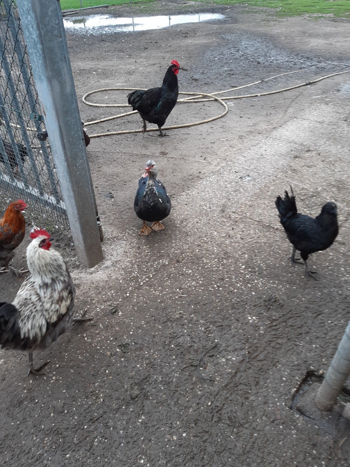 hanen van kippen, Dieren en Toebehoren