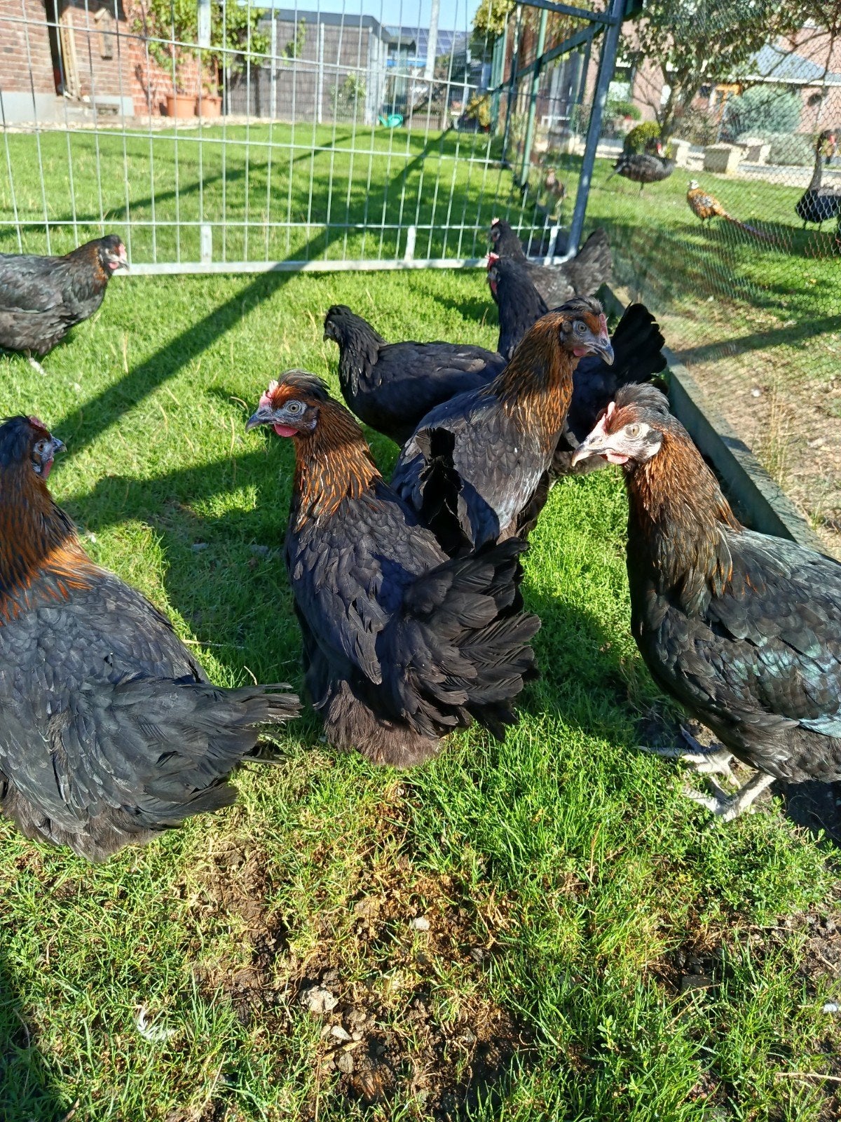 Legkippen (olijfkleurige eieren) te koop., Dieren en Toebehoren, Vrouwelijk, Kip