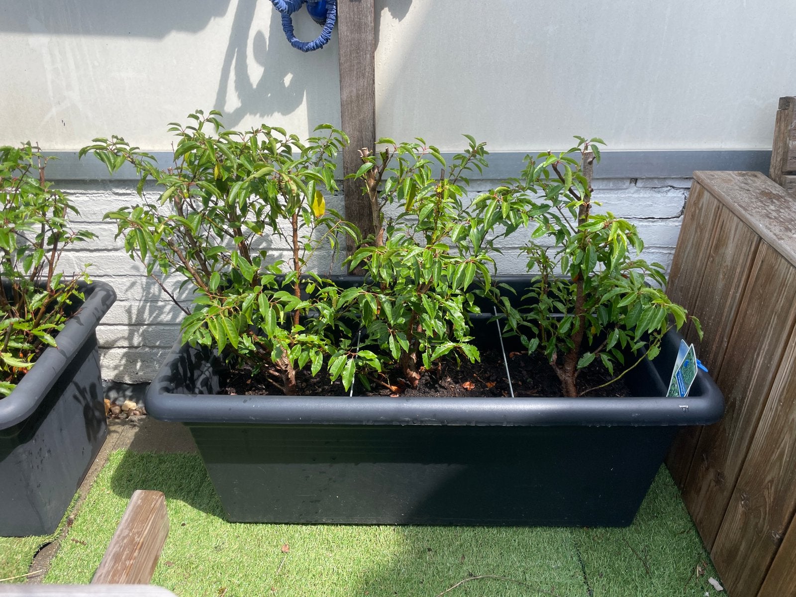 2x Elho XXL plantenbak 100 cm + Prunus lusitanica, Ophalen, Overige materialen, Zo goed als nieuw, 60 tot 100 cm
