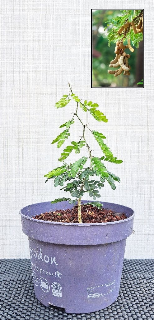 1 Dadel Van India- Tamarinde Indica, Minder dan 100 cm, Overige soorten, Volle zon, In pot