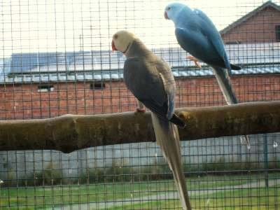 kweekkoppels halsbanden, Dieren en Toebehoren, Vogels | Parkieten en Papegaaien, Meerdere dieren, Parkiet, Geringd