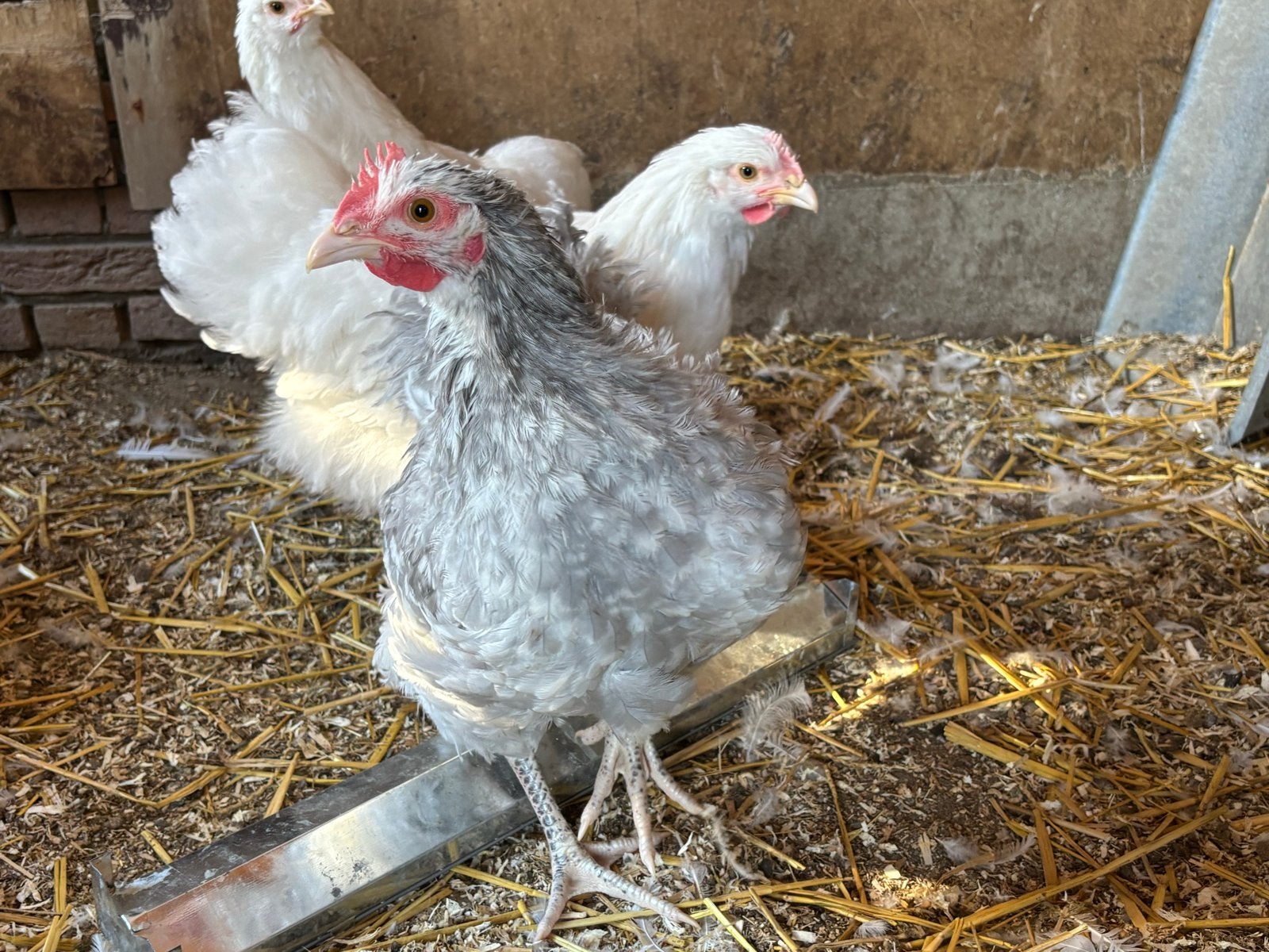 Orpington groot, haan lavendel, Dieren en Toebehoren, Pluimvee, Mannelijk, Kip