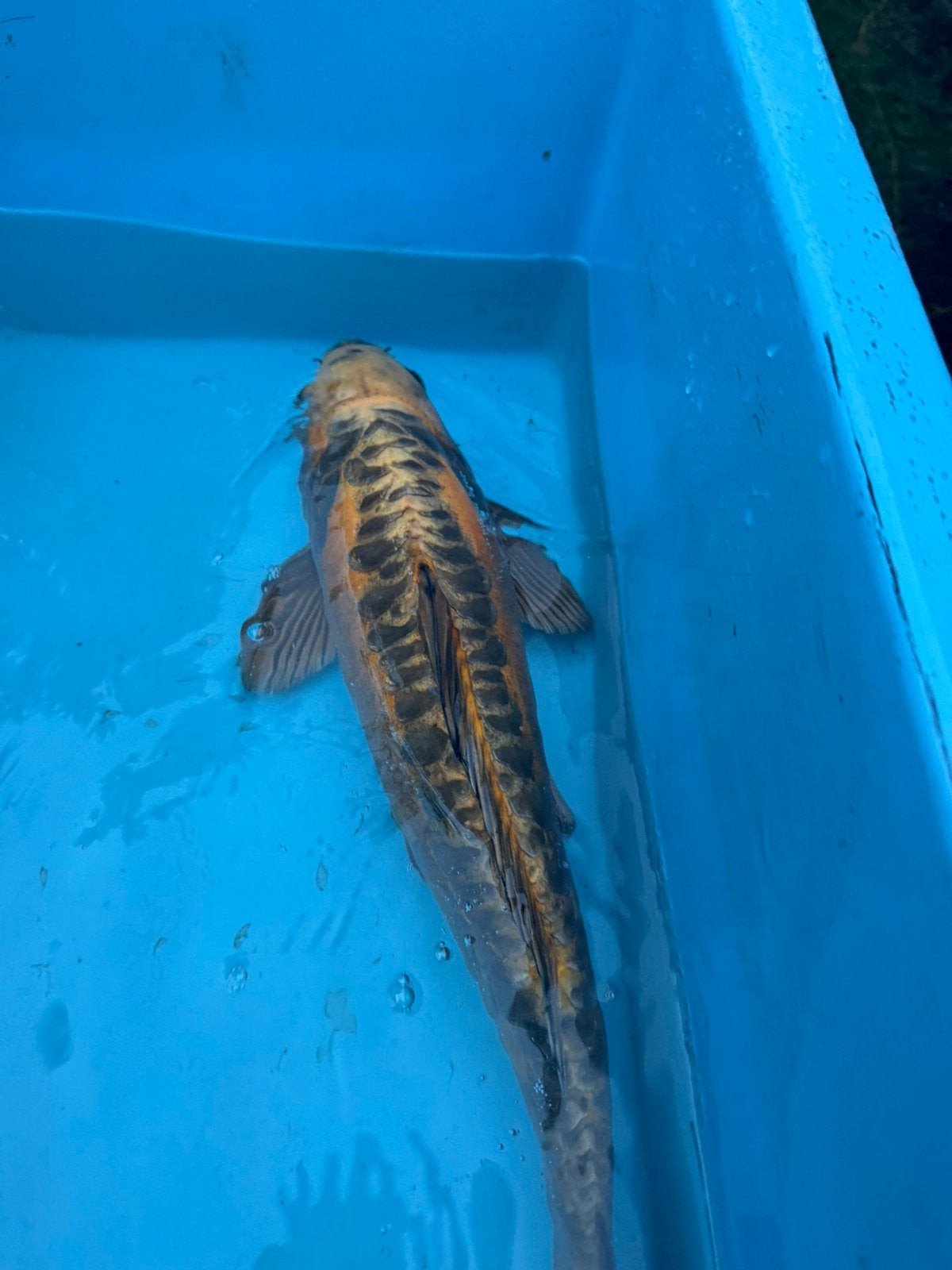 Doitsu Kujaku koi, Dieren en Toebehoren, Karper of Koi