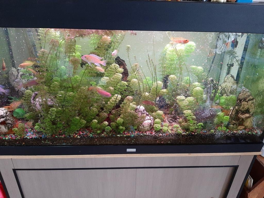 Mooi aquarium met vissen en alle toebehoren, Dieren en Toebehoren, Ophalen, Zo goed als nieuw, Gevuld zoetwateraquarium