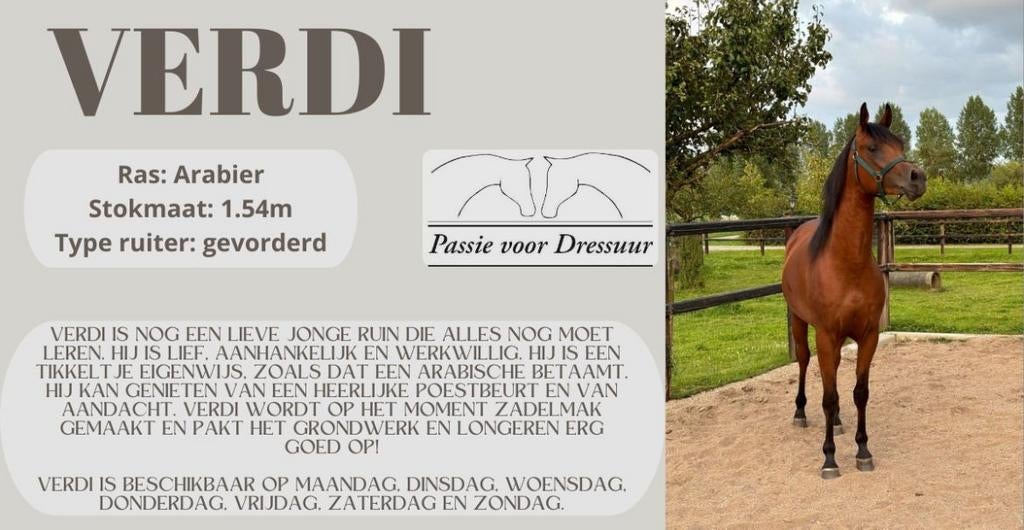 Leasepaarden beschikbaar omgeving Oss, Dieren en Toebehoren, Paarden, Meerdere dieren, 160 tot 165 cm, Recreatiepaard
