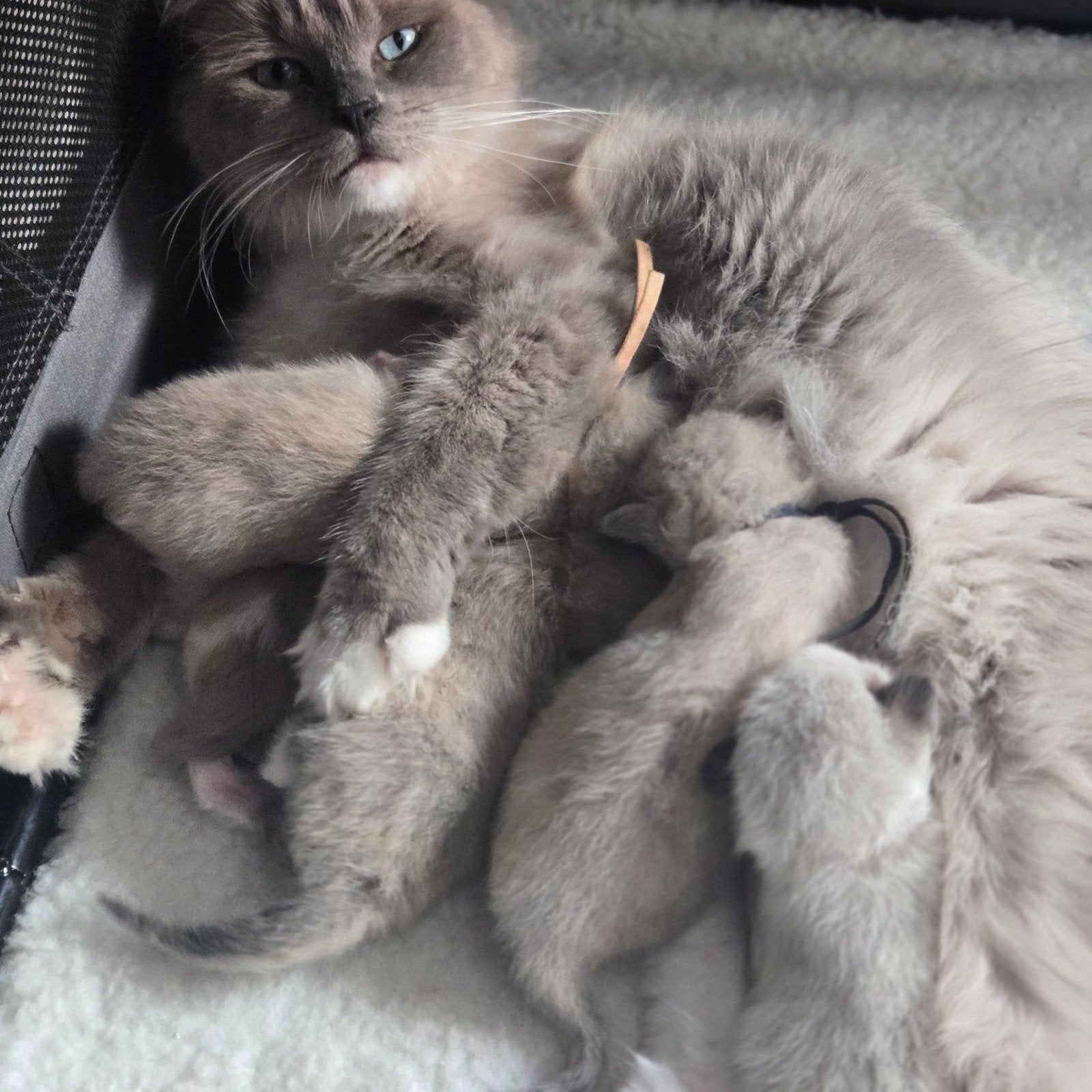 Ragdoll kitten KATER Groen Bandje BESCHIKBAAR, Dieren en Toebehoren, Meerdere dieren, Gechipt, 0 tot 2 jaar