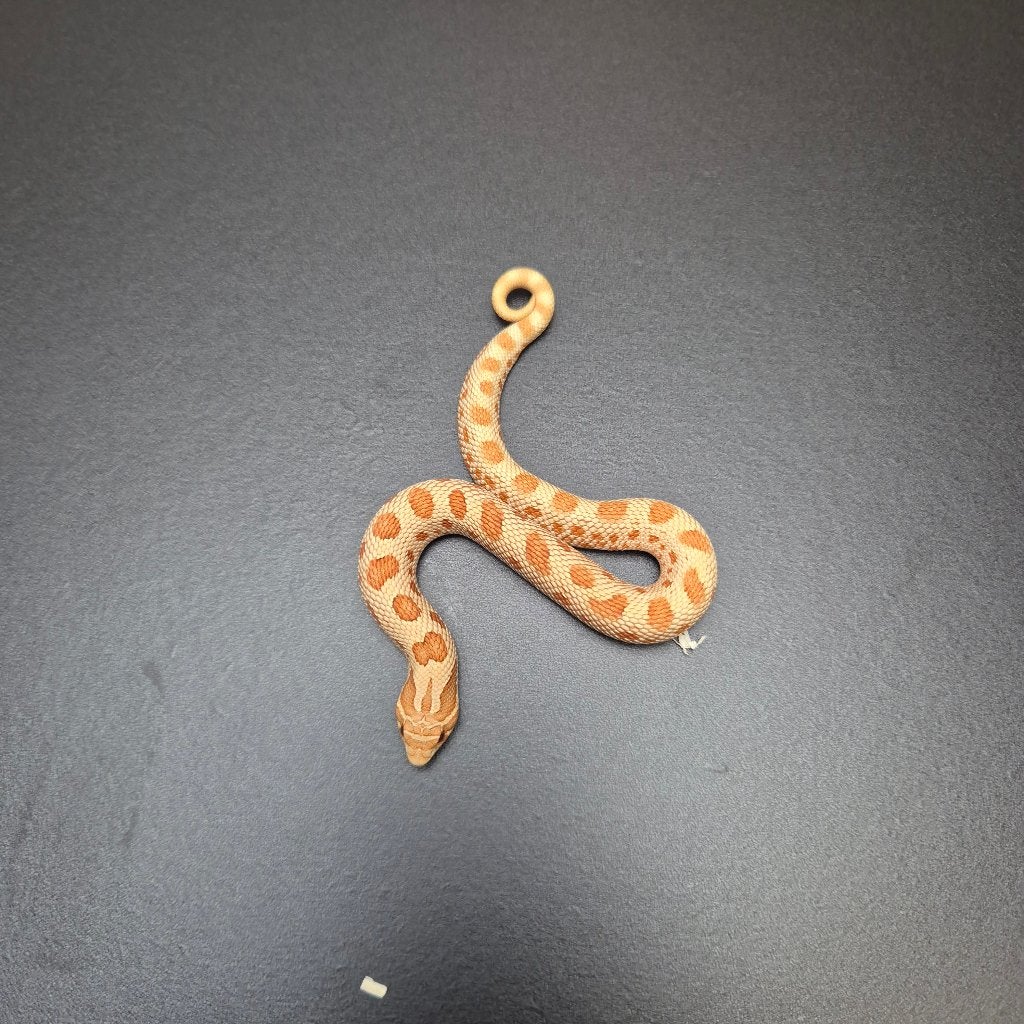nasicus toffebelly conda het. axanthic, Slang, Tam, 0 tot 2 jaar