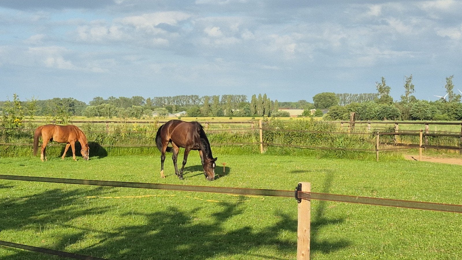 Pensionstalling aangeboden, Dieren en Toebehoren, Stalling, 1 paard of pony