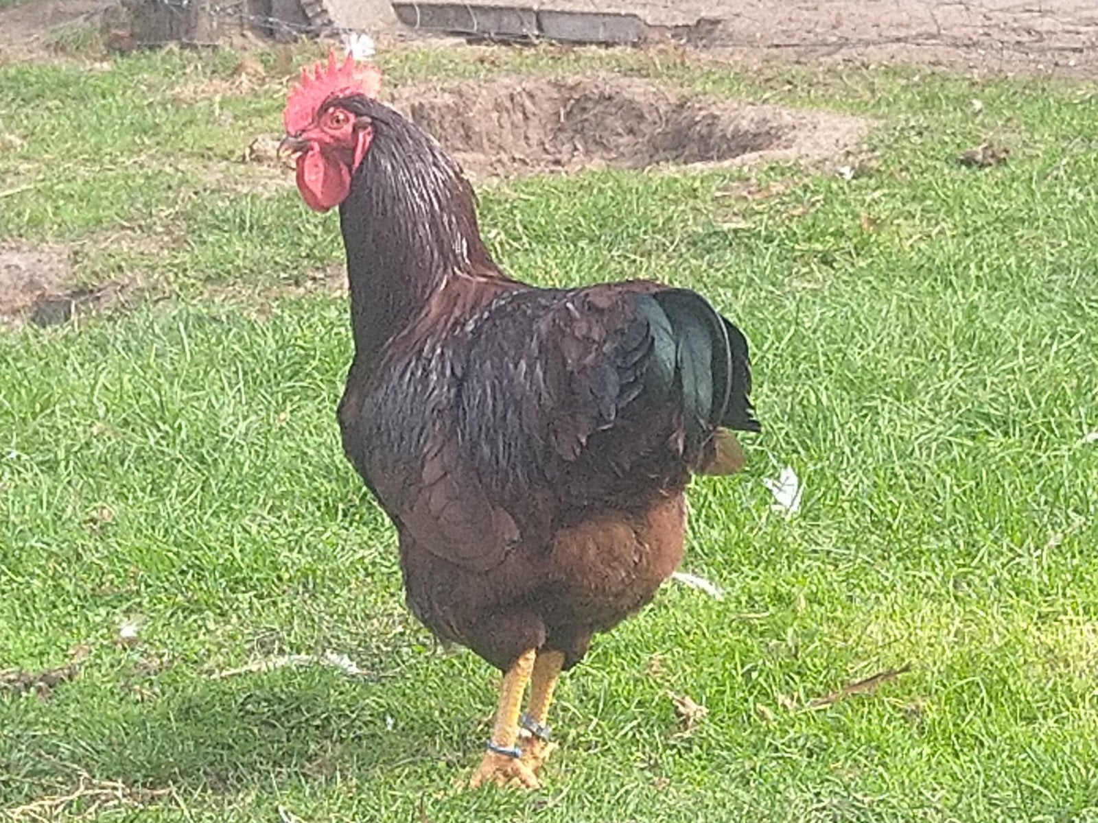 Rhode Island red, Dieren en Toebehoren, Mannelijk, Kip