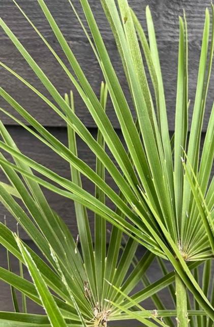 Chinese waaierpalm, Tuin en Terras, Ophalen, Overige soorten, Volle zon