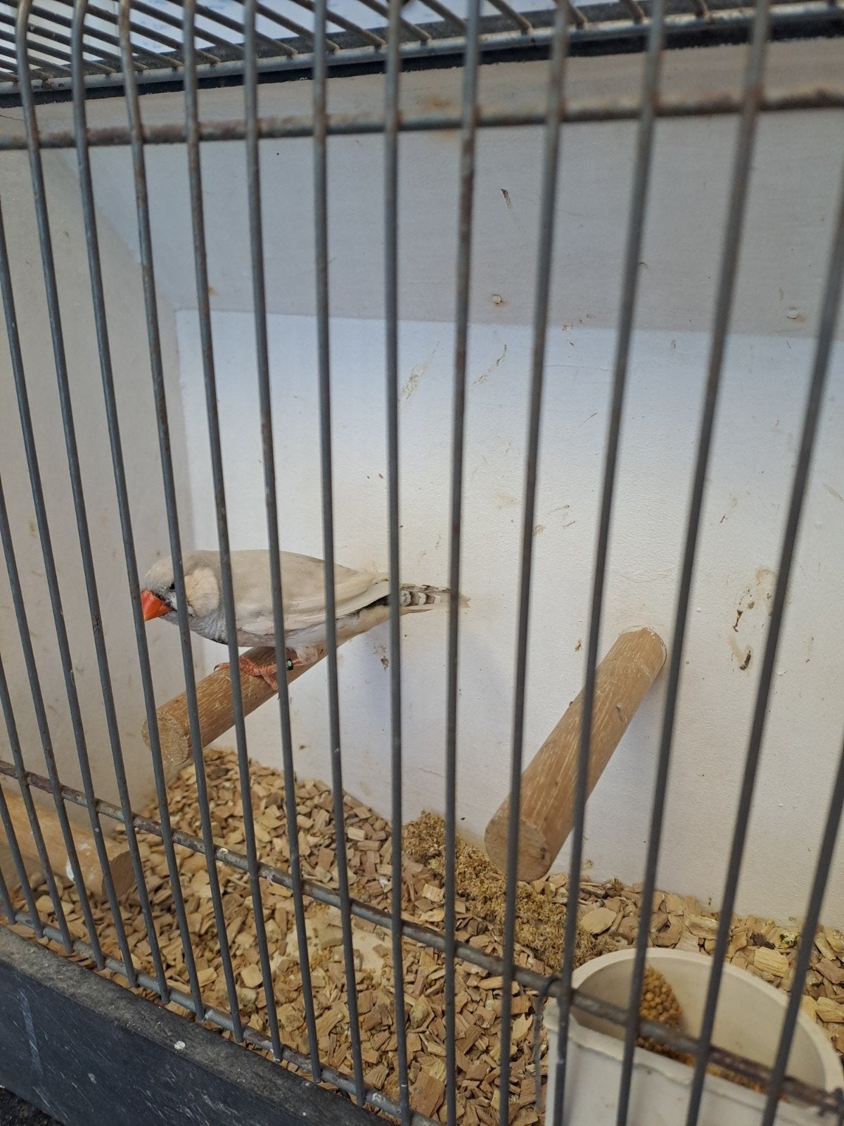 Zebravinken pastel koppel, Meerdere dieren