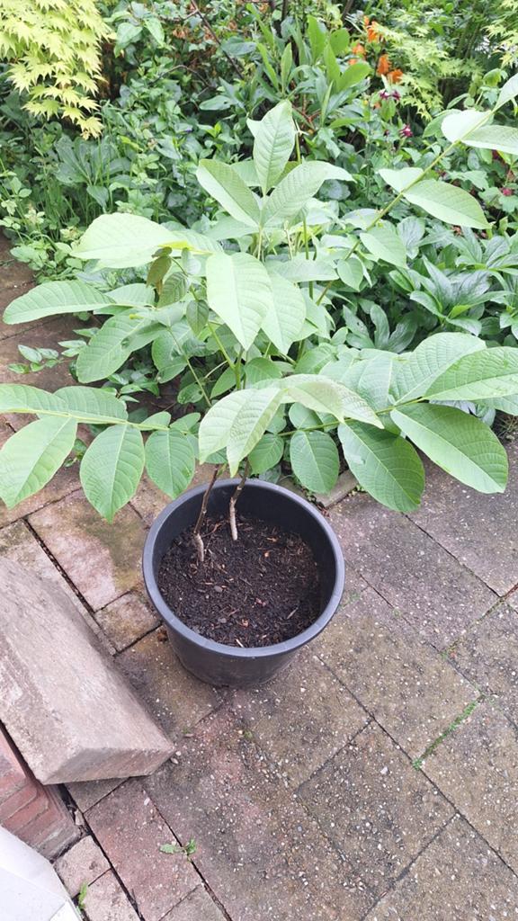 Walnotenboompjes uit grote walnotenboom overburen, Tuin en Terras, Planten | Tuinplanten, Vaste plant, Fruitplanten, Volle zon
