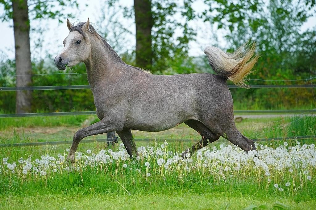Arabisch Volbloed Paard: Hengst (2j) en Merrie (12j), Hengst, Recreatiepaard, Met stamboom, 0 tot 2 jaar