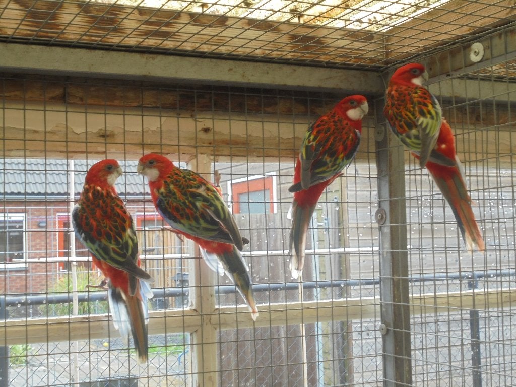 te koop 3 mooie rode rossellas, Meerdere dieren, Parkiet, Geringd