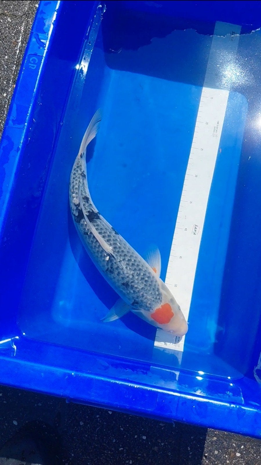 Koikarper kujaku +-45cm, Dieren en Toebehoren, Vissen | Vijvervissen, Karper of Koi