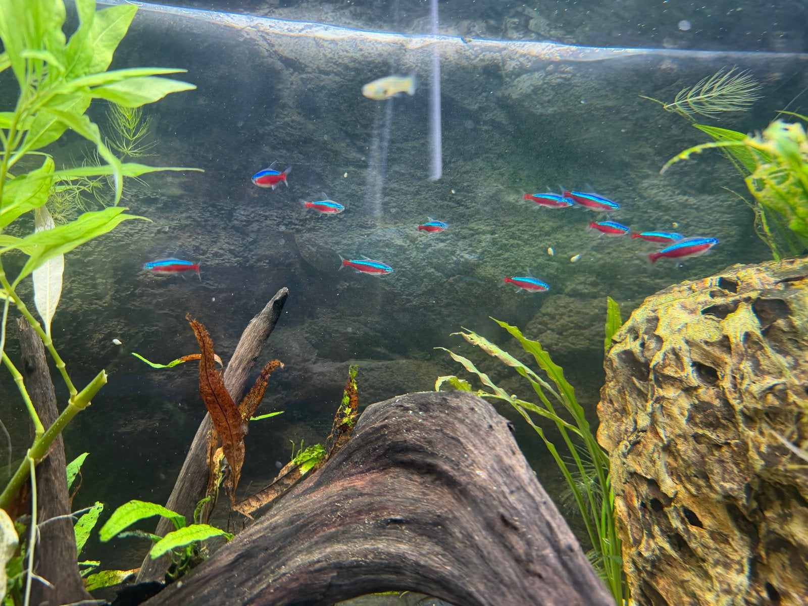 Kardinaal tetra’s 11 stuks, Dieren en Toebehoren, Vissen | Aquariumvissen, Vis