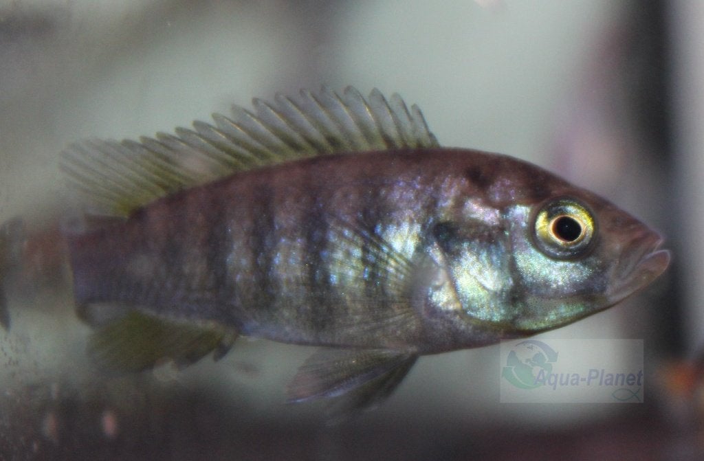 Haplochromis nyerei, Dieren en Toebehoren, Vis, Zoetwatervis