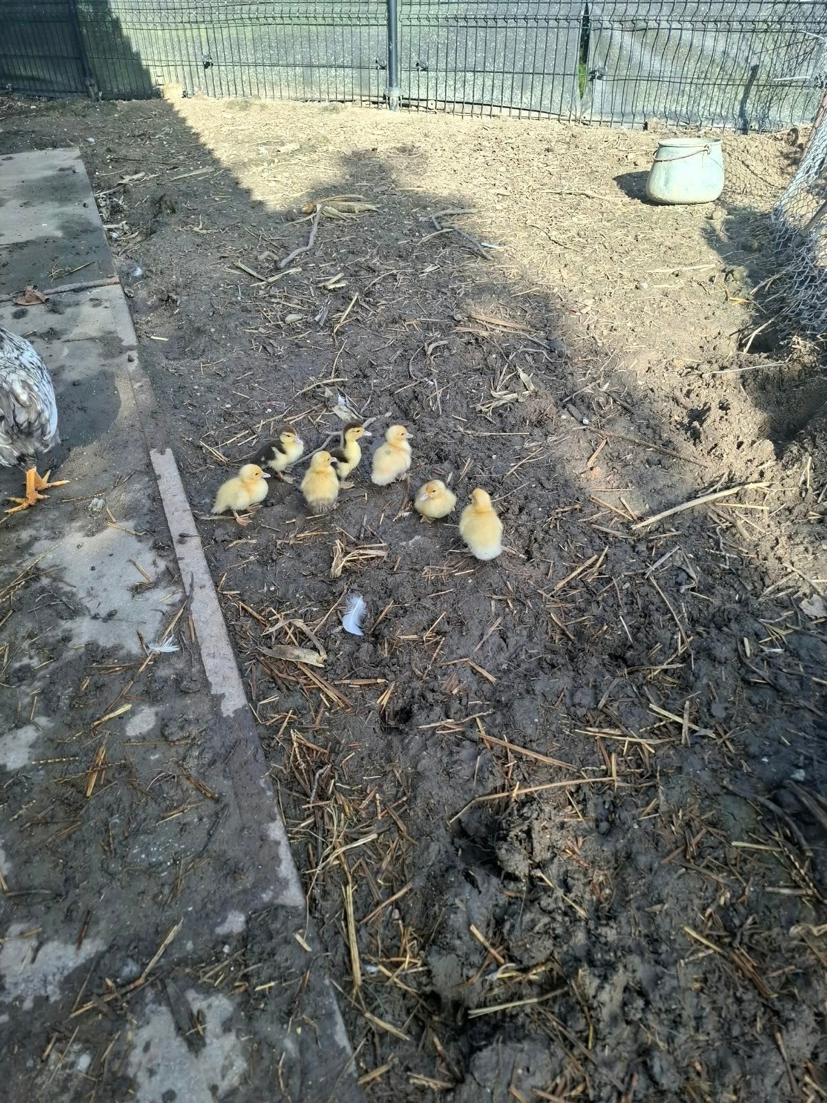 kuikentjes, kaapse eenden, muskus eenden, Meerdere dieren, Eend