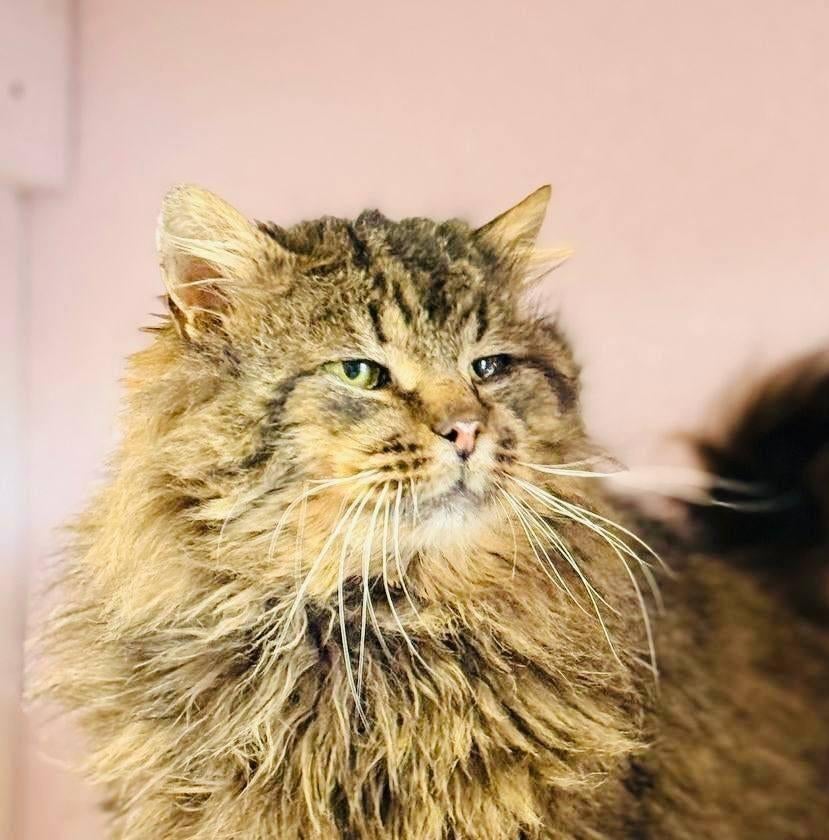 Als ogen konden vertellen… Kesha’s verhaal, Dieren en Toebehoren, Katten en Kittens | Overige Katten, Kater, Langharig, 3 tot 5 jaar